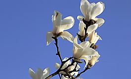 玉蘭花圖片