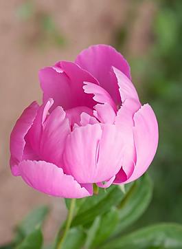 芍藥花圖片