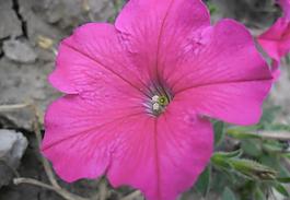 花朵圖片