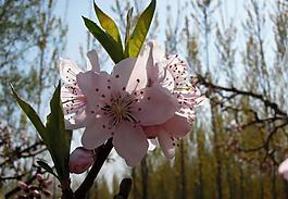 桃花圖片