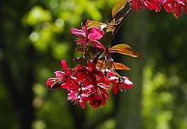 花枝圖片