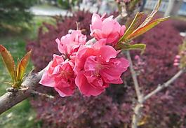 梅花圖片