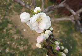 梅花圖片