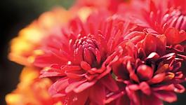 菊花图片