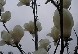 玉蘭花圖片