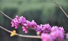 花朵圖片