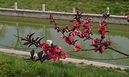 梅花图片