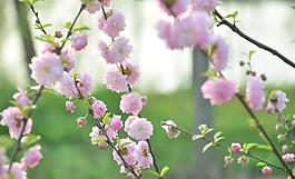 花朵圖片