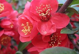 紅花黃蕊圖片