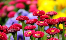 菊花圖片