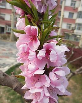 梅花图片