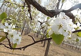 梨花图片