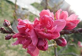 梅花圖片