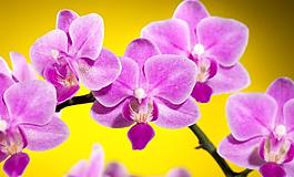 蘭花圖片