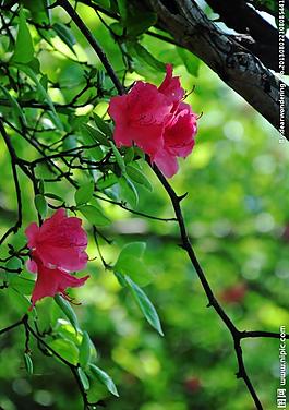 杜鵑花圖片