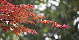 紅葉圖片