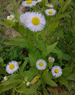野菊花图片