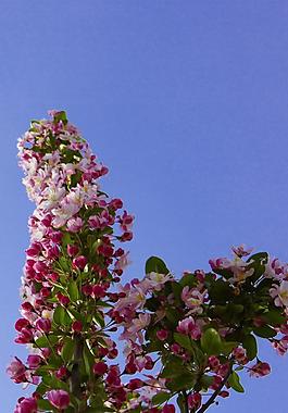 海棠花圖片