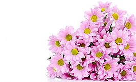 鮮花圖片