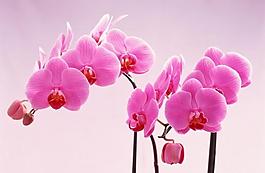 蘭花圖片
