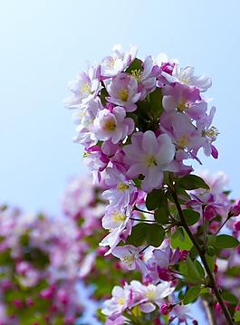 海棠花圖片