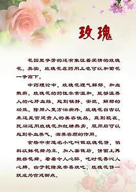 玫瑰图片