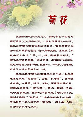 菊花圖片