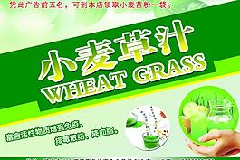 小麥苗圖片