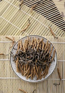蟲草 食材 藥材圖片