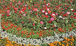 花 月季圖片