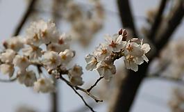 櫻花圖片