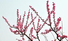 桃花圖片