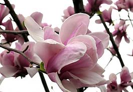 花卉圖片