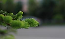 松針圖片