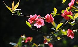 貼梗海棠圖片