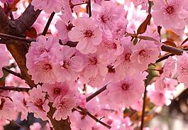 桃花圖片