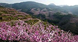 桃花圖片