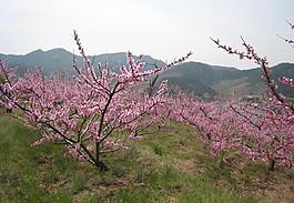 桃花圖片
