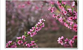 桃花圖片