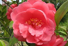 茶花圖片