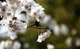櫻花圖片
