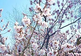 杏花圖片