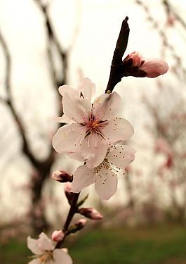 桃花圖片