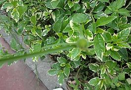 青草圖片