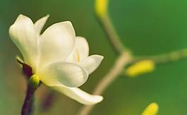玉蘭花圖片