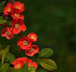 海棠花圖片