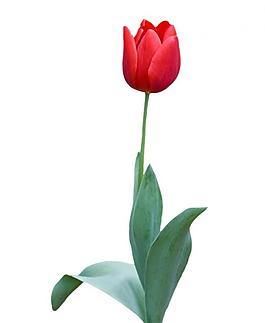 郁金香圖片
