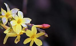 迎春花開圖片