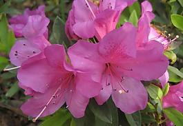 杜鵑花圖片