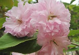 櫻花圖片